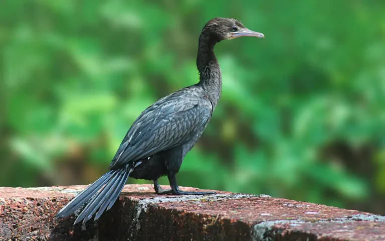 Indian Cormorant