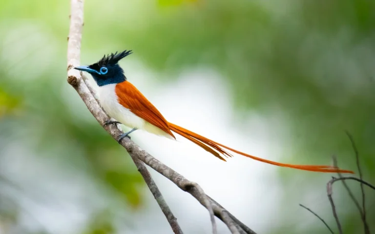 Japanese Paradise Flycatcher