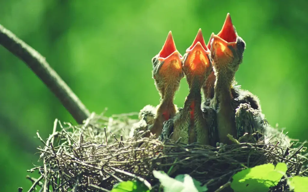 Baby bird dream meaning