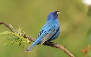 Eastern Indigo Bunting