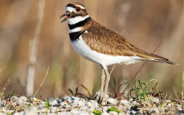 Killdeer