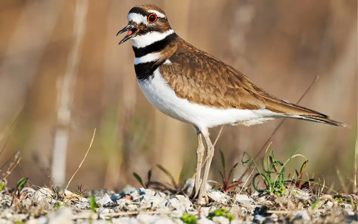Killdeer