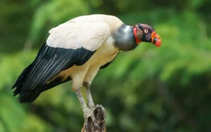 King Vulture