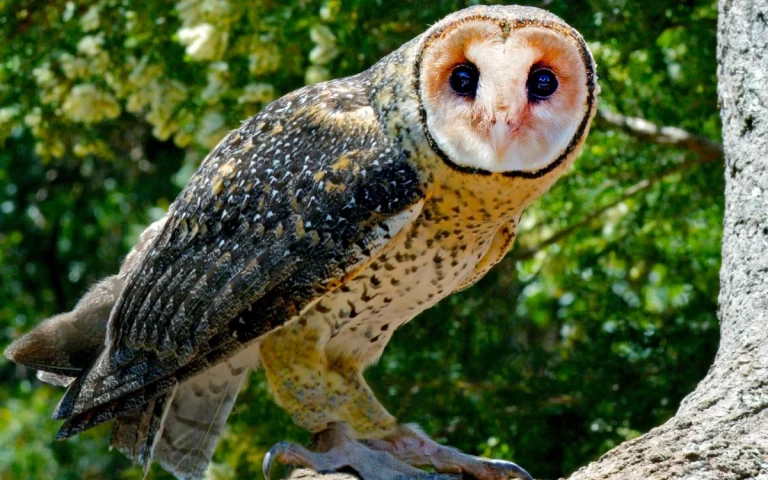 20 Birds That Start With M