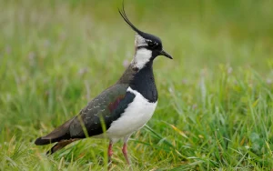 Northern Lapwing