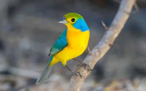 Orange-breasted Bunting