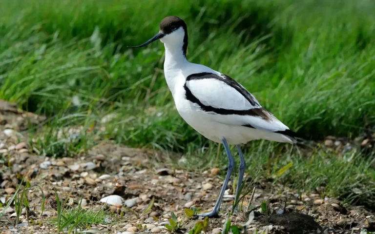 Pied Avocet