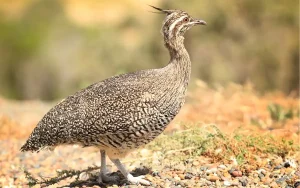Quebracho Crested Tinamou
