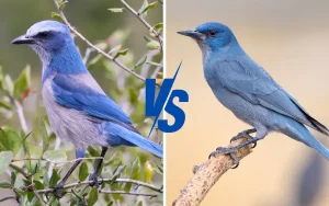 Scrub jay vs pinyon
