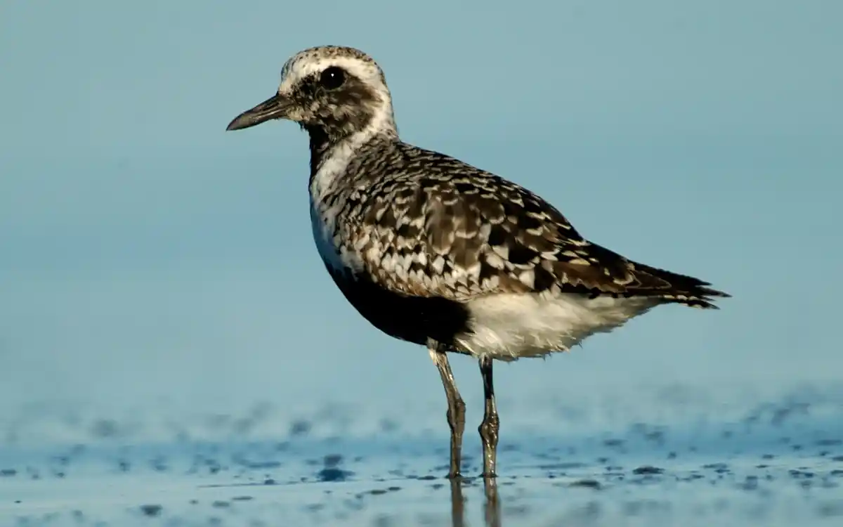 Black-bellied Plover