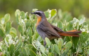 Cape Robin-Chat