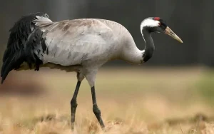 Common Crane