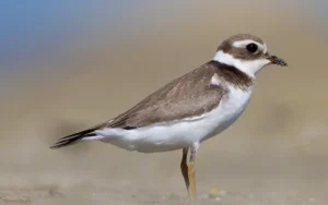Common Ringed Plover