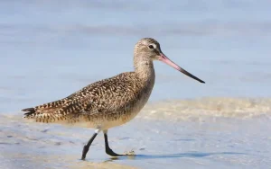 Marbled Godwit