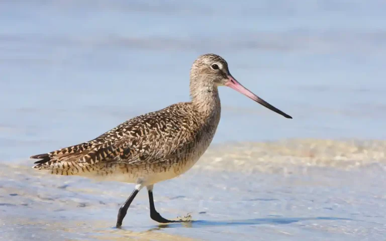 Marbled Godwit