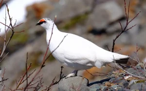 Rock Ptarmigan