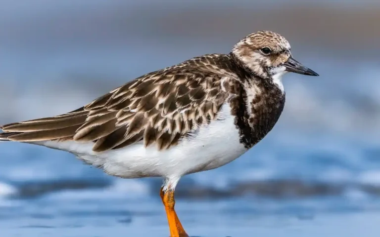 15 Birds That Start with T