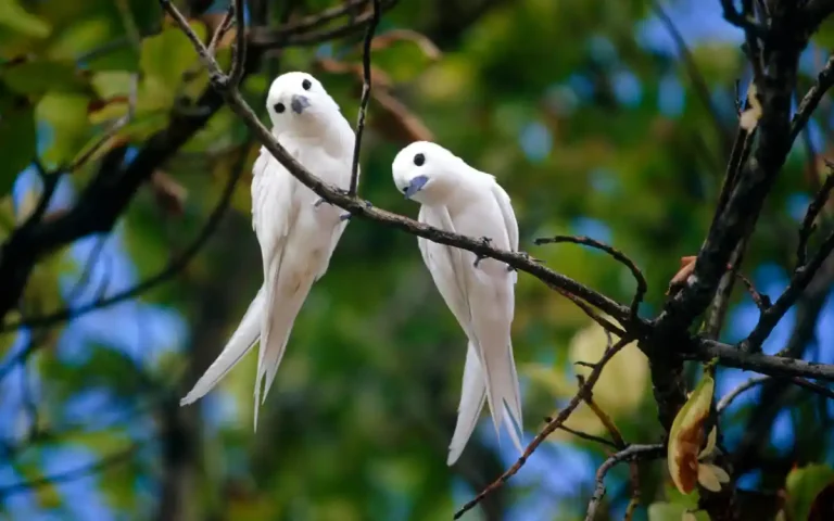 White Bird Meaning