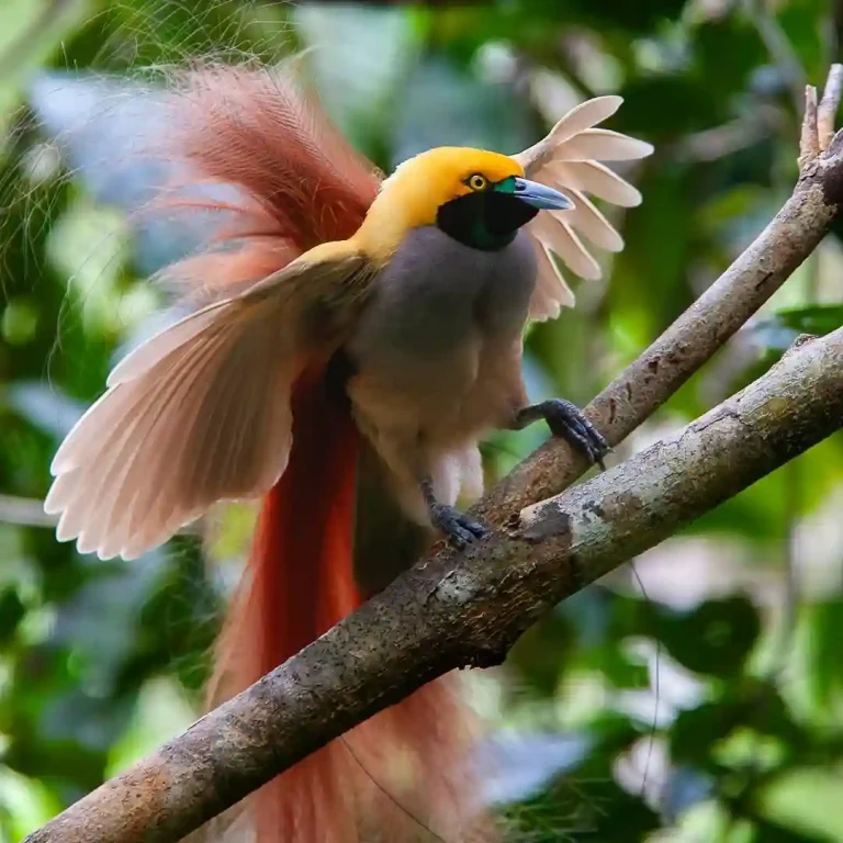 12 Goldie’s Bird of Paradise Facts