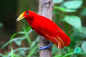 King Bird-of-Paradise Facts