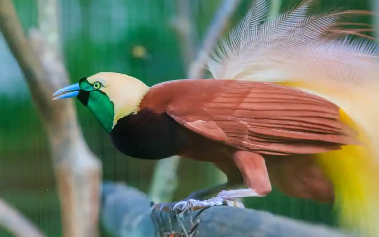 10 Lesser Bird-of-Paradise
