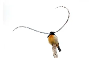 King of Saxony bird-of-Paradise