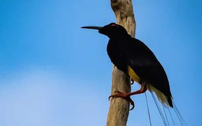 12 Twelve-wired bird-of-paradise