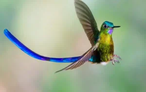 Violet-Tailed Sylph
