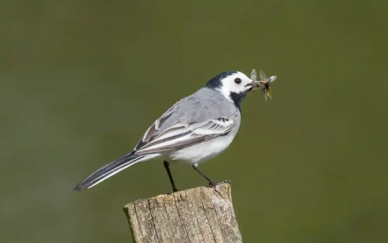 10 Birds That Start With W