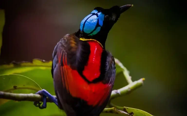 Wilson's bird-of-paradise