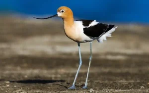 American Avocet