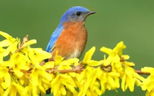 Bluebird Spiritual Meaning