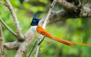 Indian Paradise Flycatcher