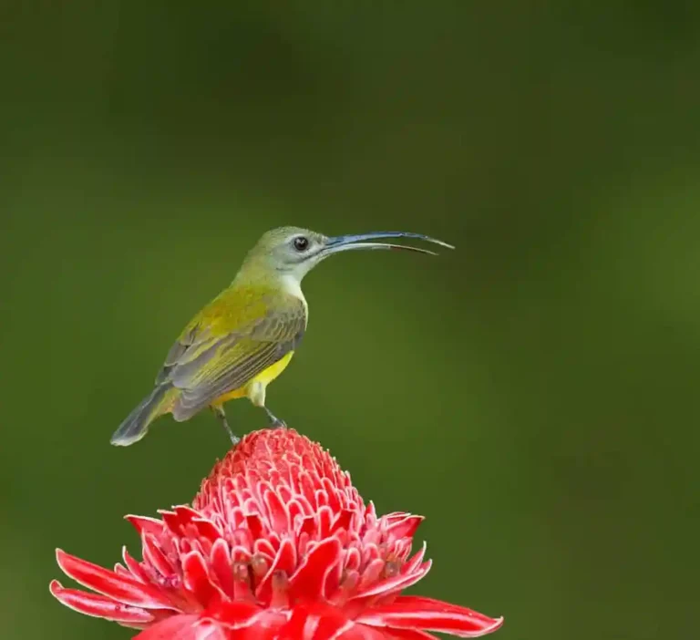 Little Spiderhunter
