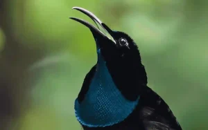 Magnificent Riflebird Facts