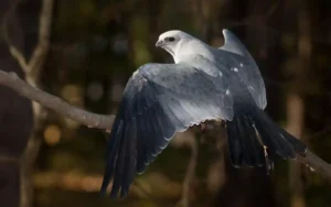 Mississippi kite
