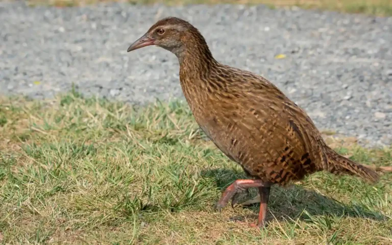 Weka