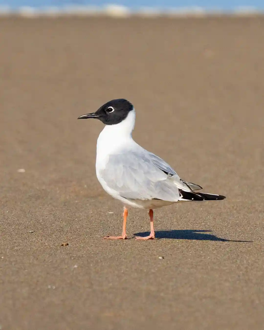 20 White Birds in Alabama