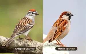 Chipping Sparrow vs House Sparrow