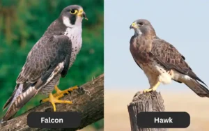 Falcon vs Hawk