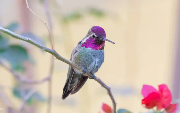 Hummingbird Meaning & Symbolism