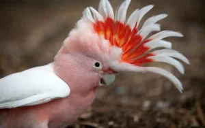 Major Mitchell's Cockatoo