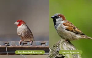 Red headed Sparrow vs House Finch
