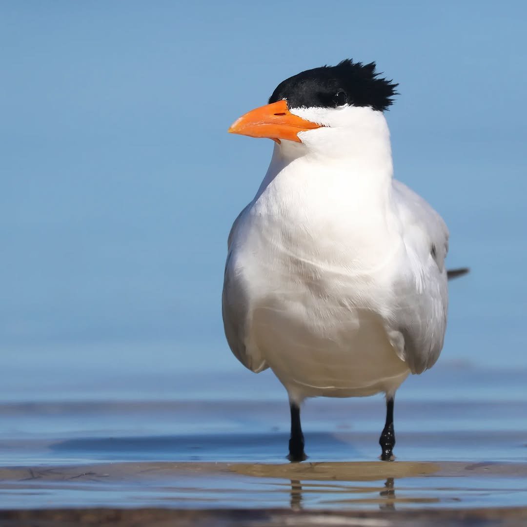 Royal Tern