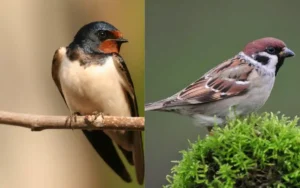 Swallow vs Sparrow