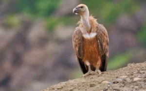 Vulture Symbolism & Spiritual Meaning