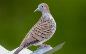 Zebra Dove