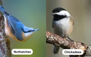 Chickadee vs Nuthatch