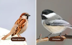House Sparrow vs Chickadee