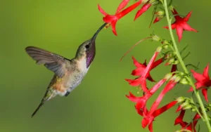 Lucifer Hummingbird